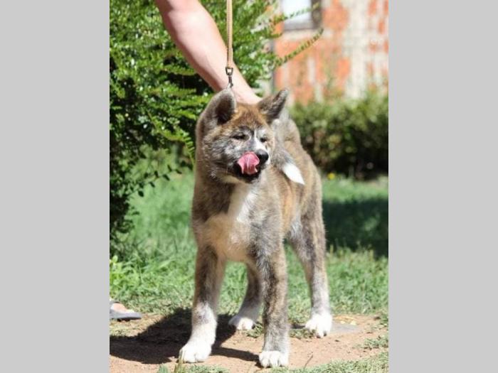 akita inu štenci odličnog kvaliteta besplatni mali oglasi