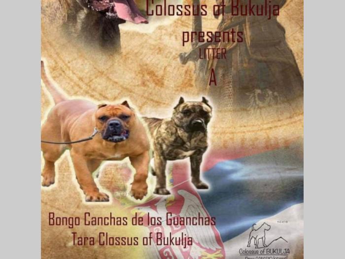 štenci presa canario na prodaju besplatni mali oglasi
