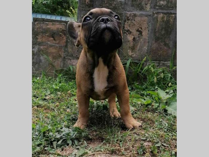 francuski buldog prvoklasni štenci besplatni mali oglasi