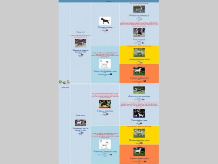 bull terier štenci šampionskog porekla besplatni mali oglasi