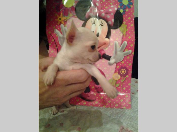 mini čivave princess chihuahua  besplatni mali oglasi