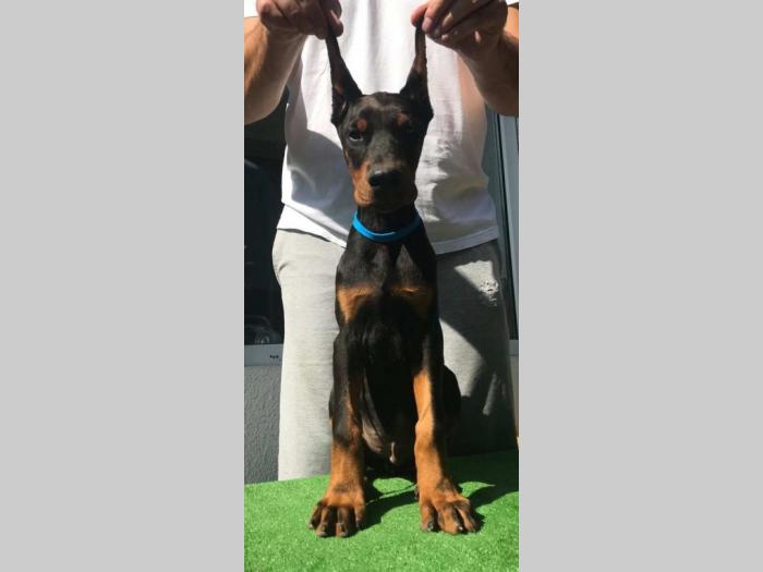 doberman štenci vrhunskog porekla besplatni mali oglasi