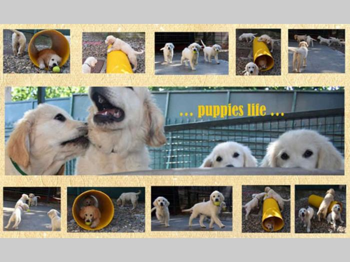 sdway golden retriver besplatni mali oglasi