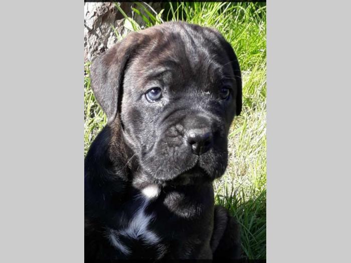 štenci cane corso tri ženke i mužjak besplatni mali oglasi