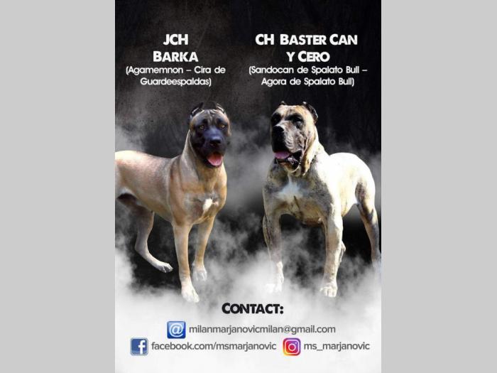 štenci presa canario,rerzervacija besplatni mali oglasi