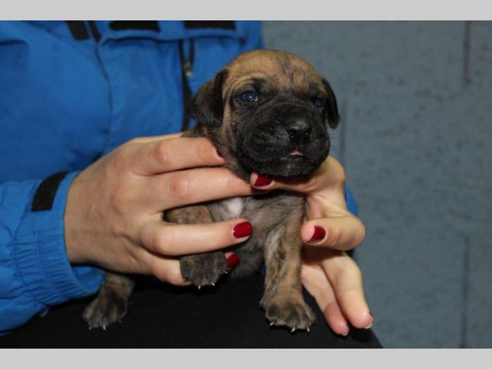 štenci presa canario,rerzervacija besplatni mali oglasi