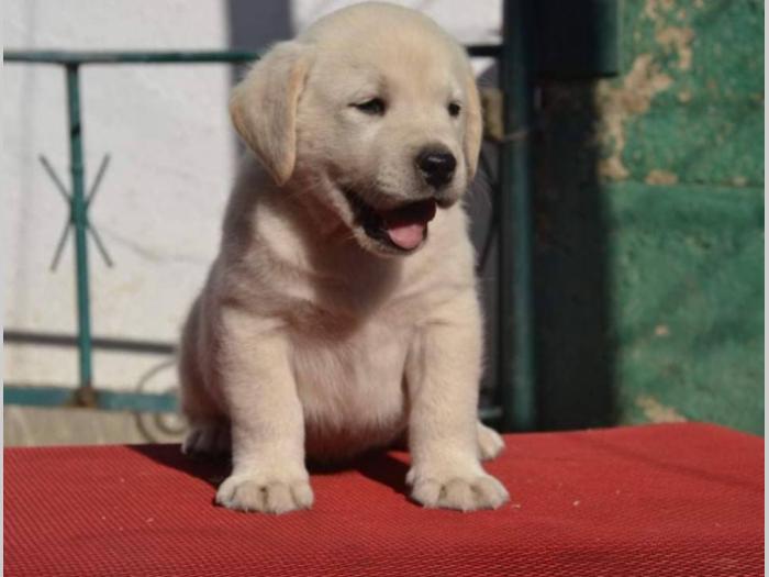 labrador retriver štenci vrhunskog kvaliteta besplatni mali oglasi