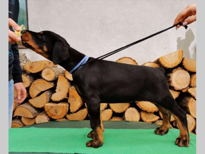 štenci dobermana šampionskog porekla besplatni mali oglasi