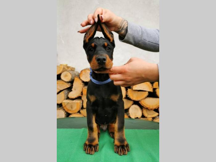 štenci dobermana šampionskog porekla besplatni mali oglasi