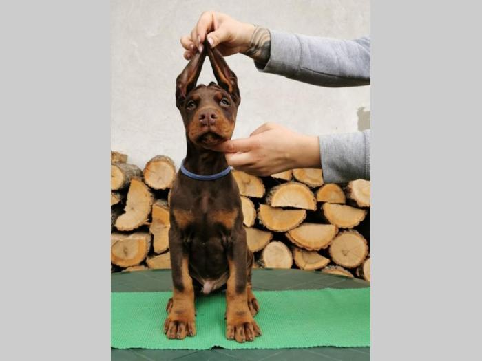 štenci dobermana šampionskog porekla besplatni mali oglasi
