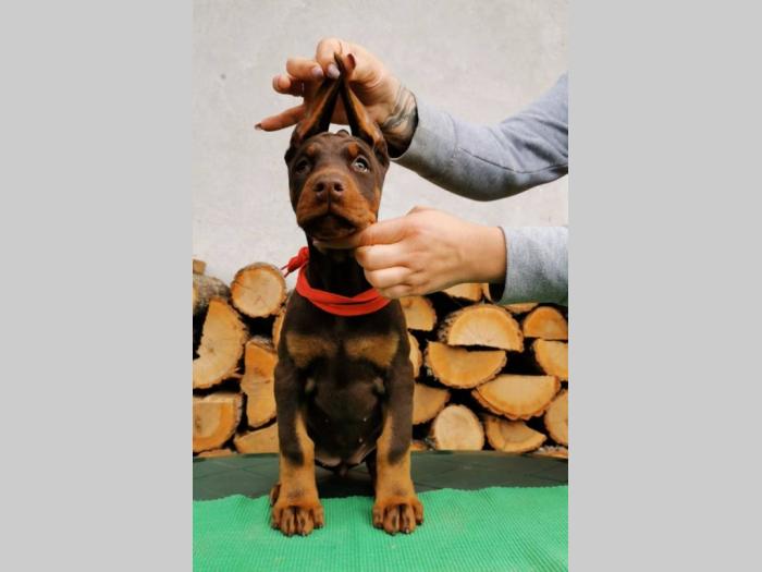 štenci dobermana šampionskog porekla besplatni mali oglasi