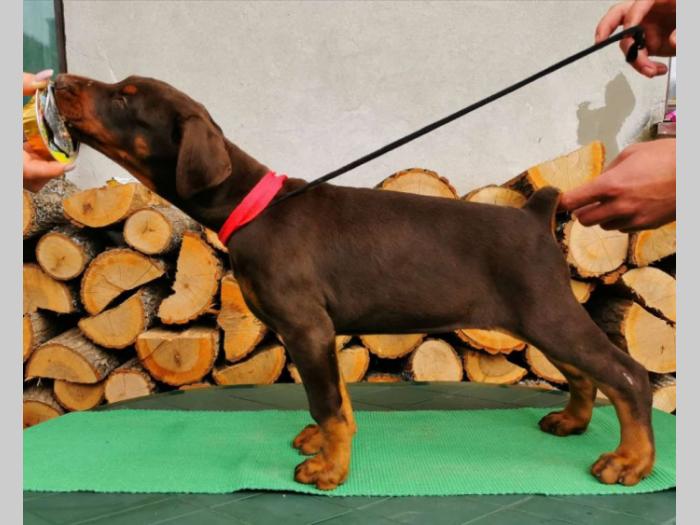 štenci dobermana šampionskog porekla besplatni mali oglasi