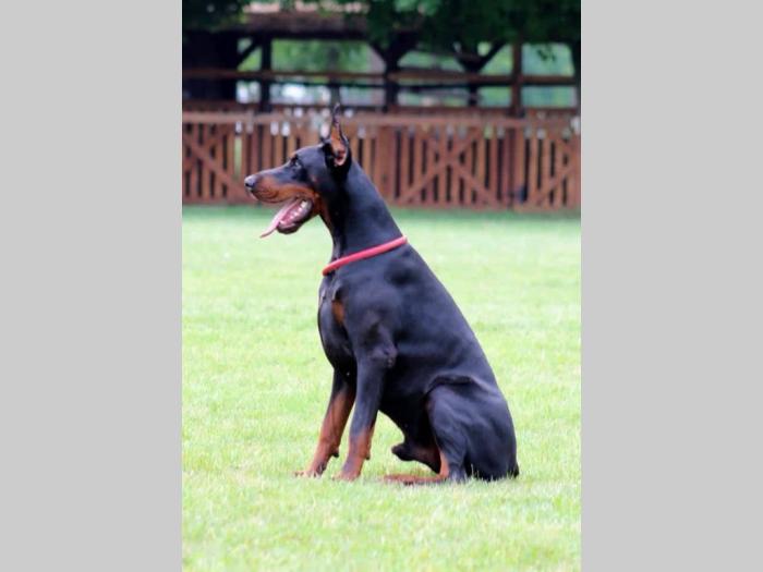 štenci dobermana šampionskog porekla besplatni mali oglasi