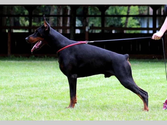 štenci dobermana šampionskog porekla besplatni mali oglasi
