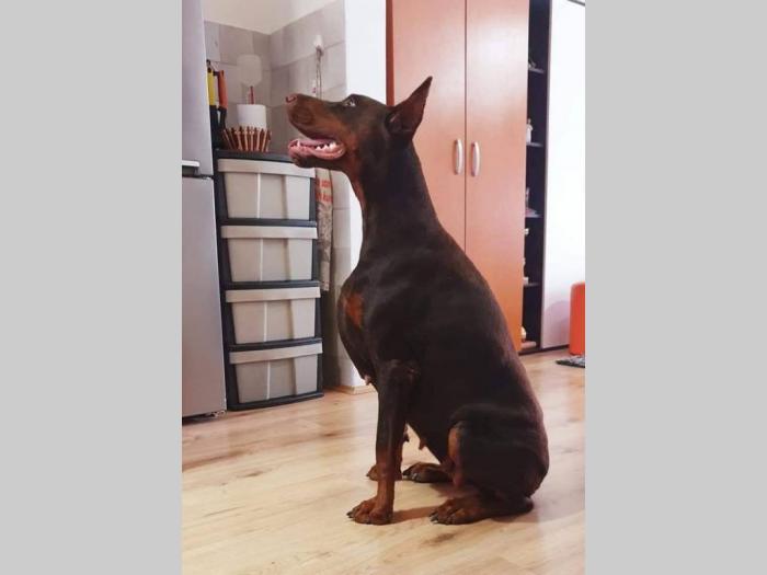 štenci dobermana šampionskog porekla besplatni mali oglasi