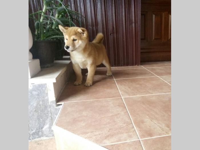 shiba inu besplatni mali oglasi