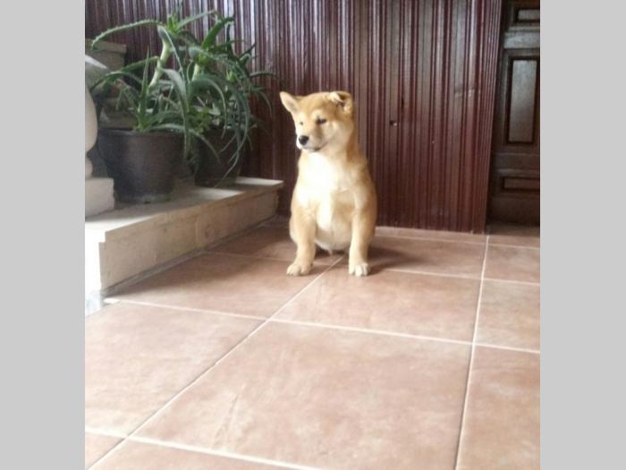shiba inu besplatni mali oglasi