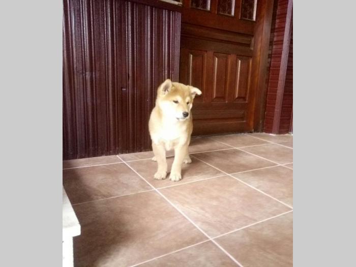shiba inu besplatni mali oglasi