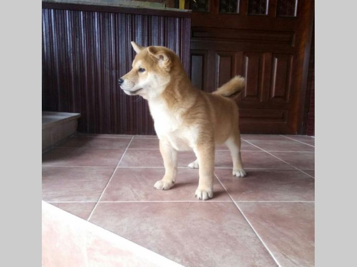 shiba inu besplatni mali oglasi
