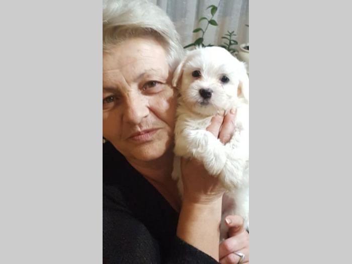 maltezer snežno bela štenad besplatni mali oglasi