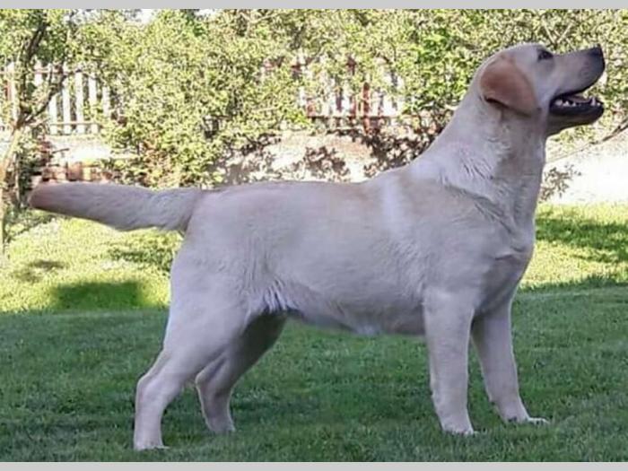 štenci labradora vrhunskog porekla besplatni mali oglasi