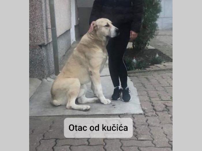štenci srednjeazijskog ovčara besplatni mali oglasi