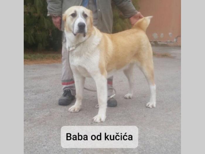 štenci srednjeazijskog ovčara besplatni mali oglasi