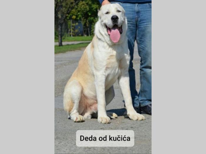 štenci srednjeazijskog ovčara besplatni mali oglasi