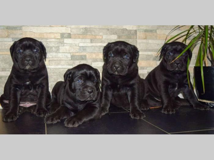 cane corso štenci besplatni mali oglasi