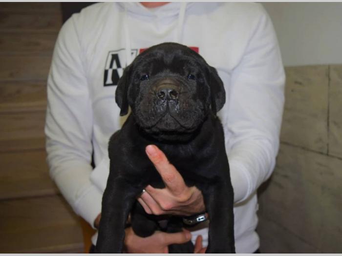 cane corso štenci besplatni mali oglasi