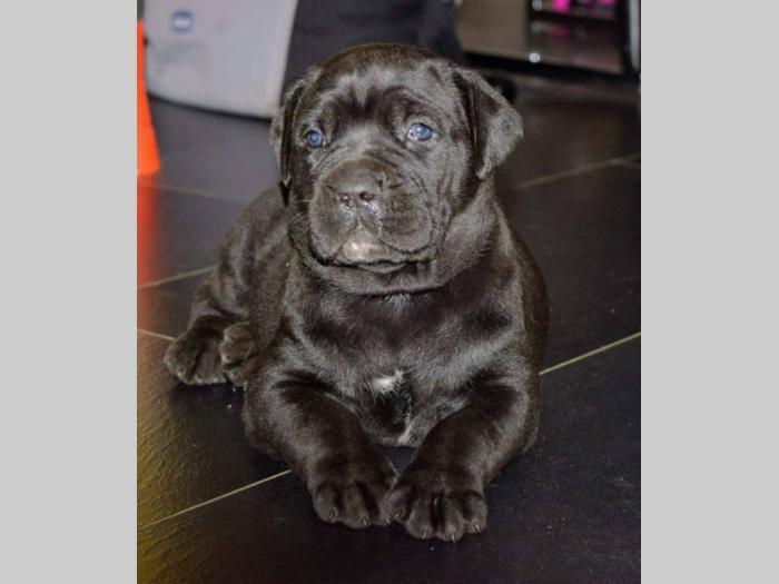 cane corso štenci besplatni mali oglasi