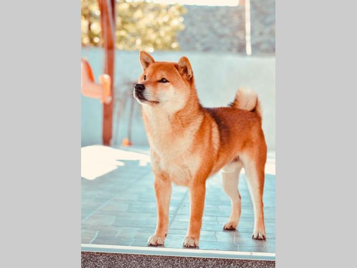 na prodaju štenci shiba inu besplatni mali oglasi