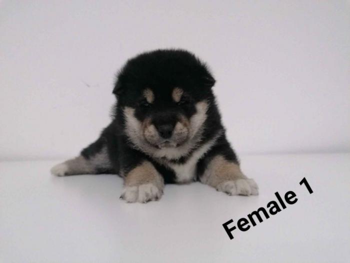 na prodaju štenci shiba inu besplatni mali oglasi