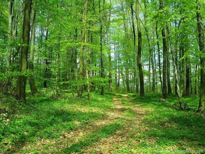 šuma hrastova odrasla, na povrini od 13 5ha besplatni mali oglasi