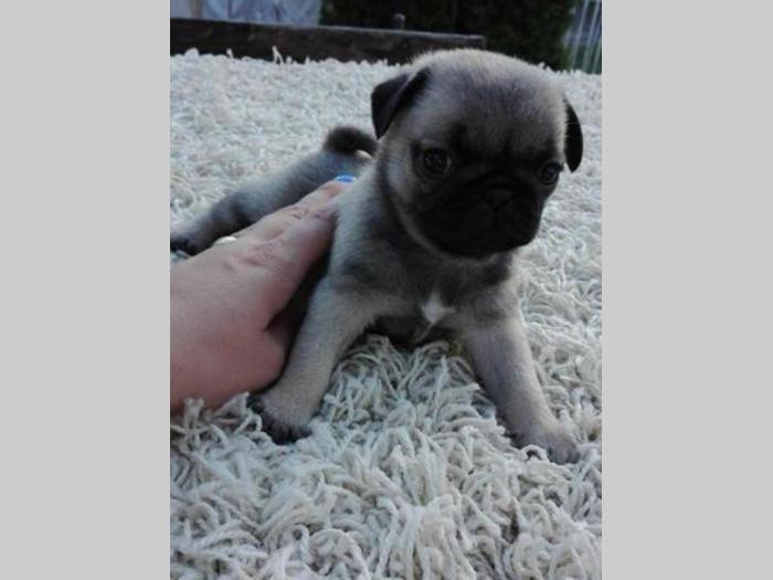 mops vrhunske ženkice besplatni mali oglasi