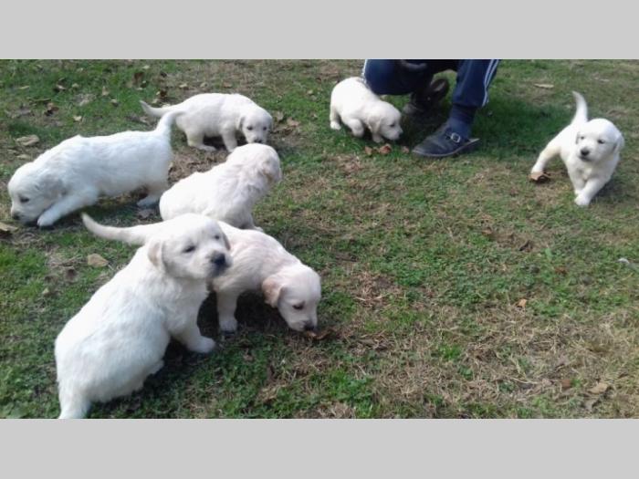 na prodaju prelepi štenci zlatnog retrivera besplatni mali oglasi