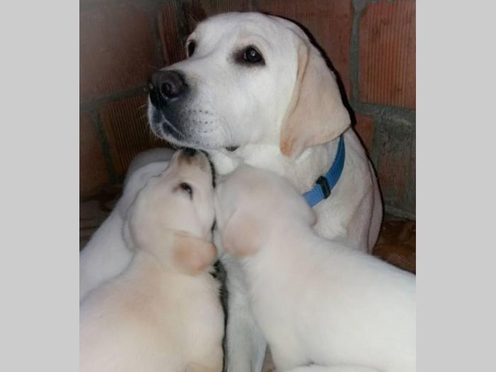 labrador (retriver) žute i crne boje besplatni mali oglasi