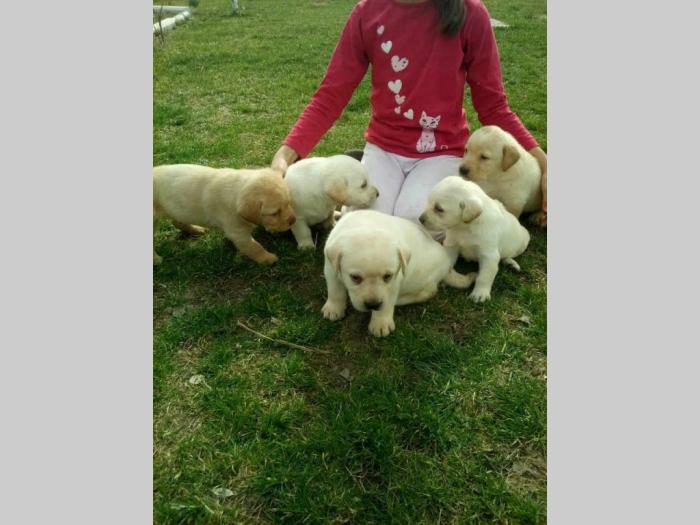 labrador (retriver) žute i crne boje besplatni mali oglasi