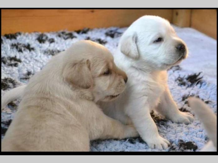 labrador (retriver) žute i crne boje besplatni mali oglasi