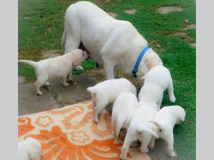 labrador (retriver) žute i crne boje besplatni mali oglasi