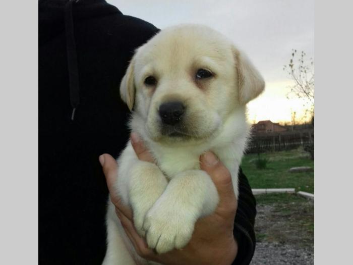 labrador (retriver) žute i crne boje besplatni mali oglasi