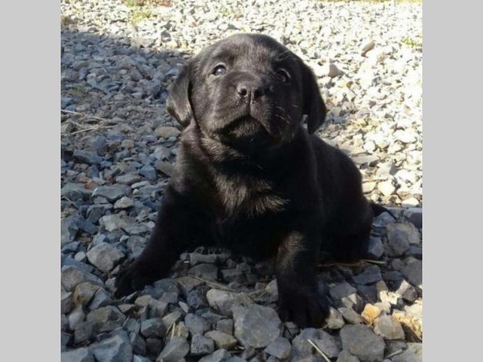 labrador (retriver) žute i crne boje besplatni mali oglasi