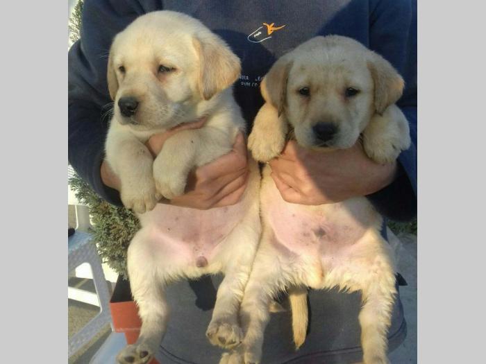 labrador (retriver) žute i crne boje besplatni mali oglasi