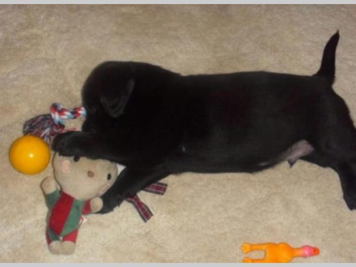 labrador (retriver) žute i crne boje besplatni mali oglasi