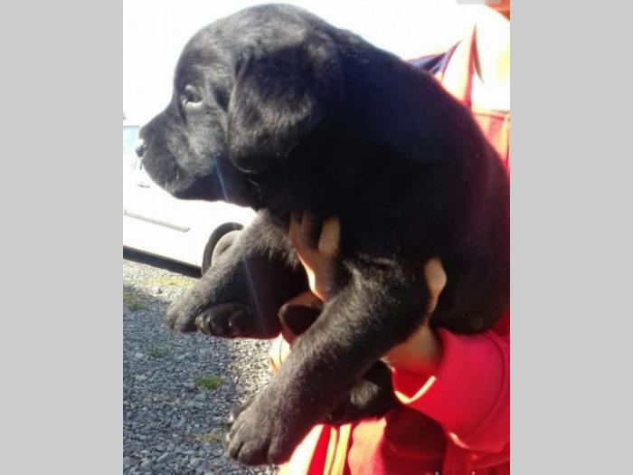 labrador (retriver) žute i crne boje besplatni mali oglasi