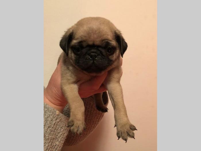 mops štenci na prodaju besplatni mali oglasi