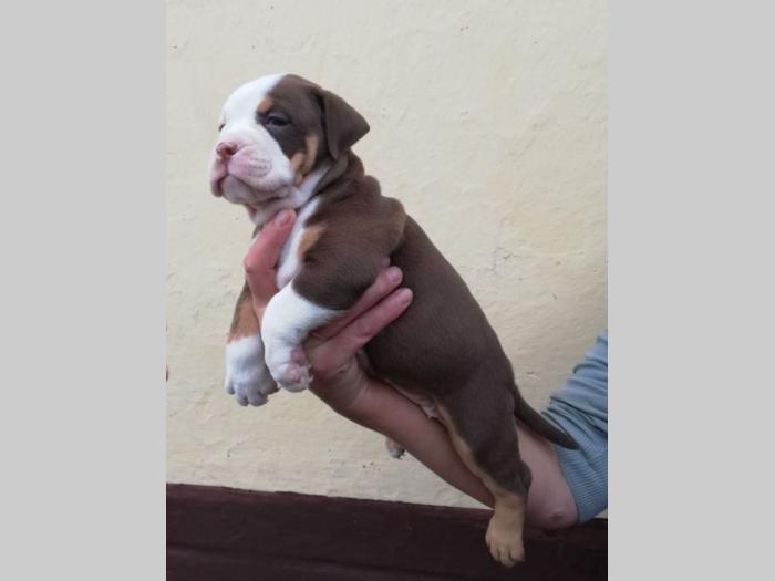 american bully atraktivna štenad besplatni mali oglasi
