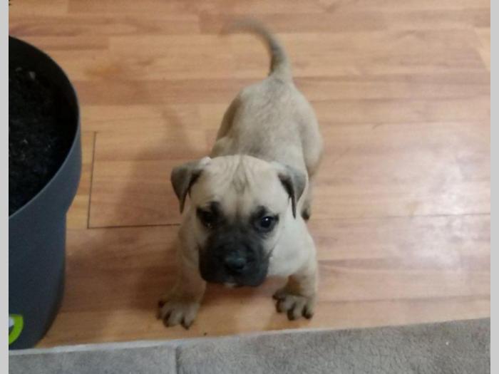 dogo canario vrhunsko leglo besplatni mali oglasi