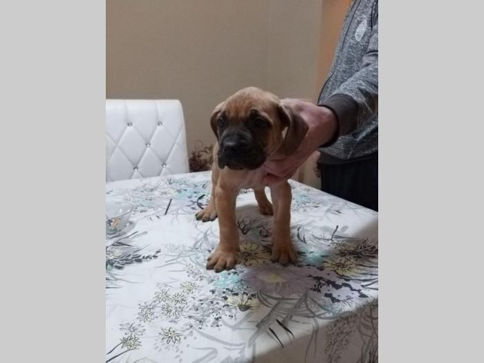dogo canario vrhunsko leglo besplatni mali oglasi