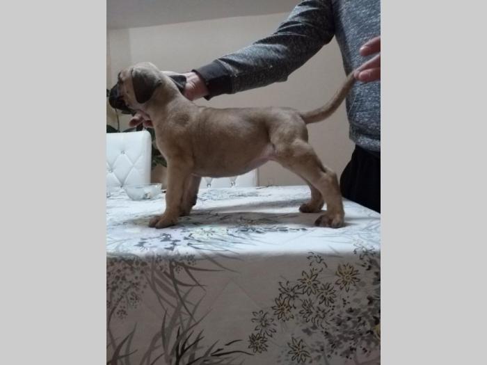 dogo canario vrhunsko leglo besplatni mali oglasi